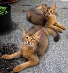 two cats are laying on the ground next to some plants and dirt in front of them