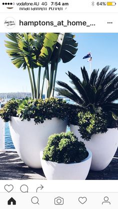 three large potted plants sitting on top of a wooden deck next to the ocean