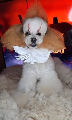 a white poodle with red hair wearing a costume