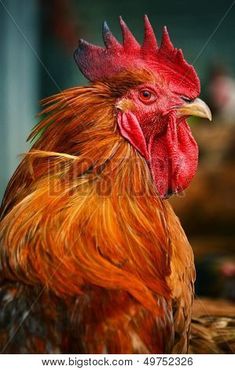 a close up of a rooster with red and orange feathers