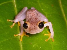 a small frog sitting on top of a green leaf