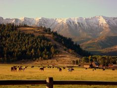 a herd of horses grazing in a field with mountains in the background and snow capped peaks