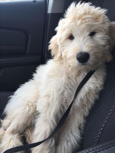 a white dog sitting in the back seat of a car with a leash on it's neck