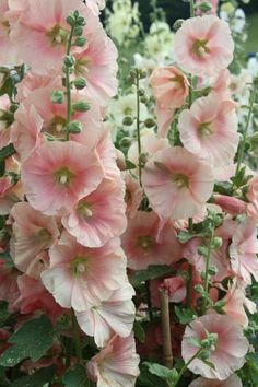 pink flowers are blooming in the garden