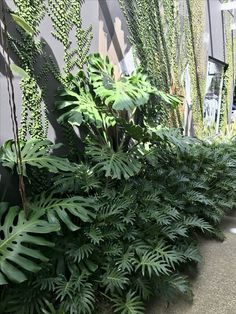 some very pretty green plants by the side of a building