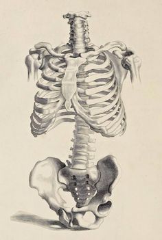 a drawing of a human skeleton with the ribs exposed