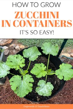 zucchini growing in a container Container Squash How To Grow, Zucchini Plants In Pots, Zucchini In Pots Growing, How To Grow Squash In Containers, Growing Squash In Containers, Growing Zucchini In Containers, Growing Summer Squash, Sunburst Squash, Types Of Zucchini