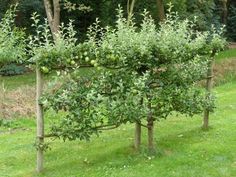 an apple tree with lots of fruit growing on it's branches in the grass