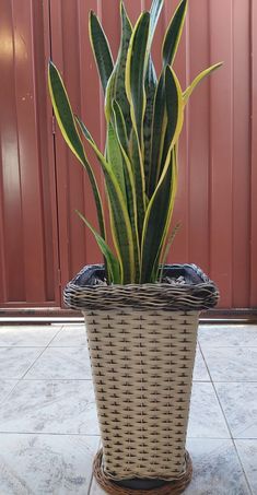 a plant in a wicker basket on the ground