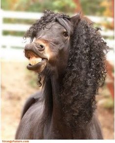 @WigWednesday #support #horseinwigs #equestrianclearance Funny Horse Pictures, List Of Animals, Common Questions, Funny Picture Quotes, Cute Funny Quotes