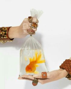 two hands holding a bag with goldfish in it and another person's hand reaching out