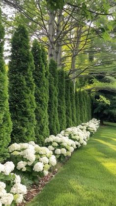 white flowers line the side of a long row of trees