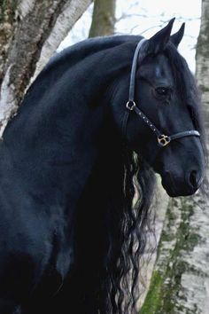 a black horse standing next to a tree with its head turned towards the camera while wearing a bridle