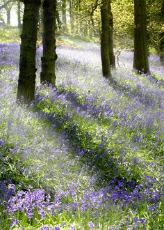 the sun shines through the trees and flowers in this bluebell forest, england