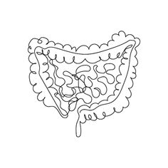 a drawing of the stomach showing the small intestion