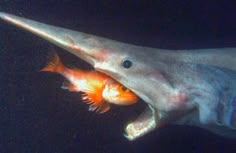 an orange and white fish with it's mouth open in the dark ocean water