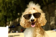 a poodle with sunglasses on its head and tongue hanging out, sitting in the sun