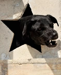 a black dog with it's mouth open looking through a hole in the concrete