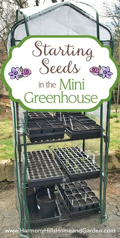 the starting seeds in the mini greenhouse with text overlay that reads starting seeds in the mini greenhouse