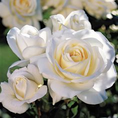 white roses are blooming in the garden