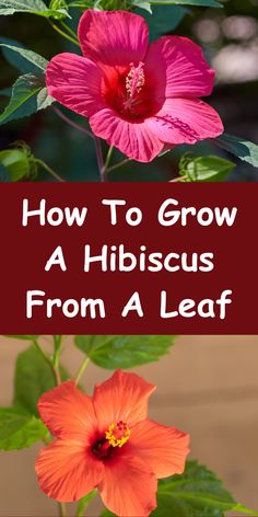 two pink flowers with the words how to grow a hibiscus from a leaf