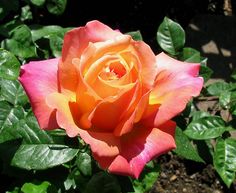 an orange and pink rose is blooming in the sun on a sunny day with green leaves