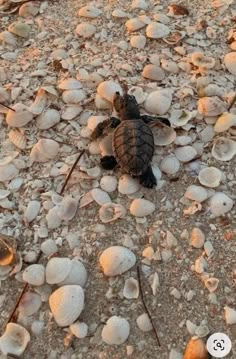 a baby turtle crawling on the ground among sea shells