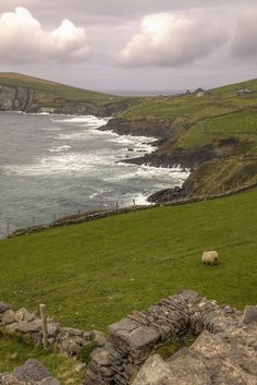 sheep graze on grass near the ocean and rocky cliffs in the far distance, with an overcast sky