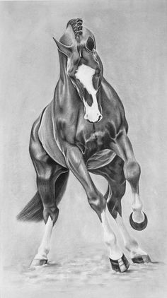 a black and white drawing of a horse with it's front legs in the air