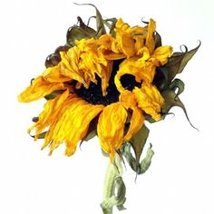 a yellow sunflower is shown in this close up shot, against a white background