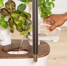 a person is pouring water into a container with some plants in it on a table