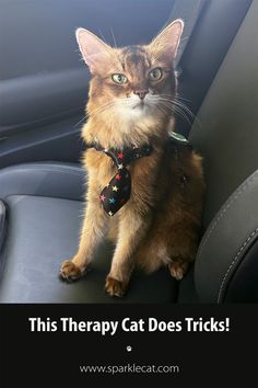 a cat sitting in the back seat of a car wearing a tie with words that read, this therapy cat does tricks