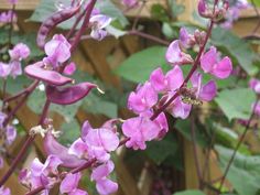 small pink flowers blooming in the grass