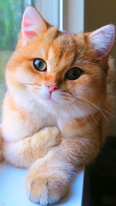 an orange and white cat sitting on top of a window sill looking at the camera