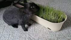 a black rabbit eating grass from a planter on the floor in front of it