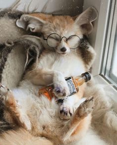 a small dog wearing glasses laying on its back next to a window with a bottle in it's mouth