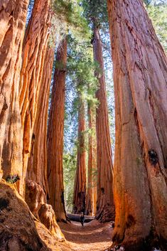 a person walking through a forest filled with tall trees