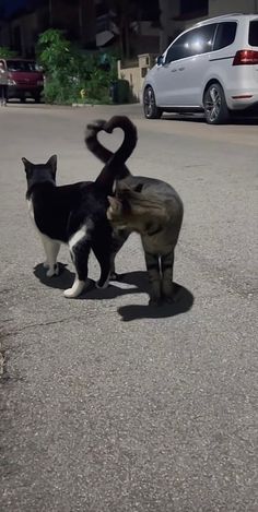 two cats playing with each other in the middle of the street, one is black and white