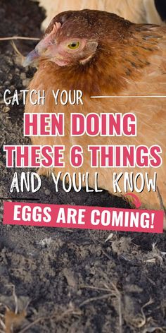 a chicken is standing in the dirt with an egg on it's head and text that reads, catch your hen doing these 6 things and you'll know