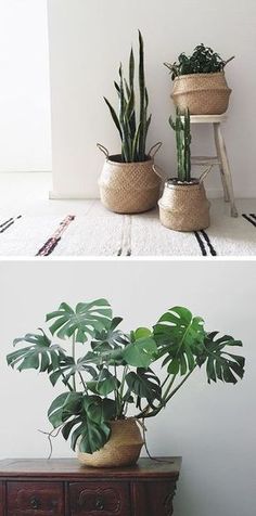 there are two potted plants on top of the dresser and one has a plant in it