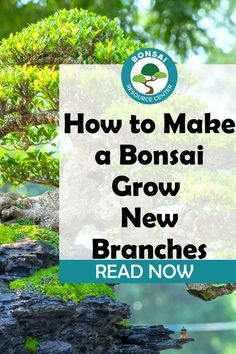 the words how to make a bonsai grow branches read now