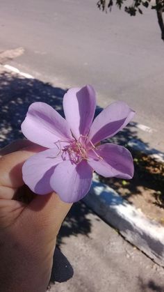 a person holding a flower in their hand on the sidewalk near a tree and street