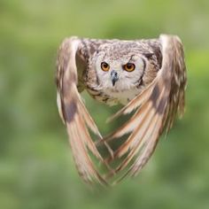 black and white photograph of an owl's head with wings spread out in the air