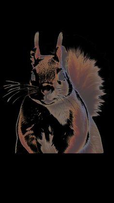 a drawing of a squirrel on a black background