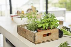 a wooden box filled with green plants on top of a counter next to a window