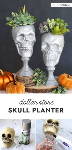 two skulls with succulents in their heads and the words dollar store skull planter