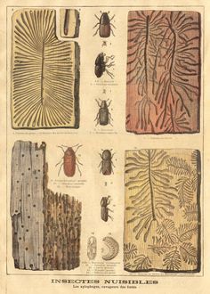 an old book with bugs and other insects on it