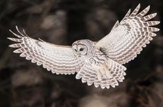 an owl flying through the air with its wings spread