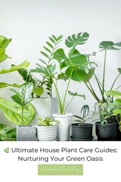 the ultimate house plant care guide nurturing your green oasis