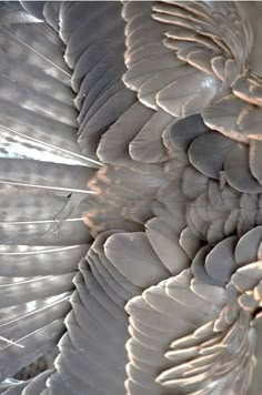 close up view of the back side of a white bird's feathers with light shining on them